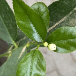 Limetr (Citrus latifolia), 70-100 cm, opstammet