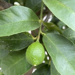 Limetr (Citrus latifolia), 70-100 cm, opstammet