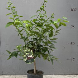 Limetr (Citrus latifolia), 70-100 cm, opstammet