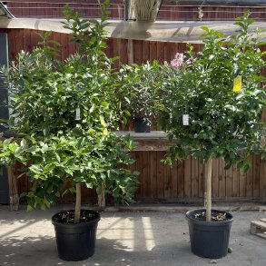 Citrontr (Citrus limon), Eureka, 200-240 cm, opstammet, flot og tt krone