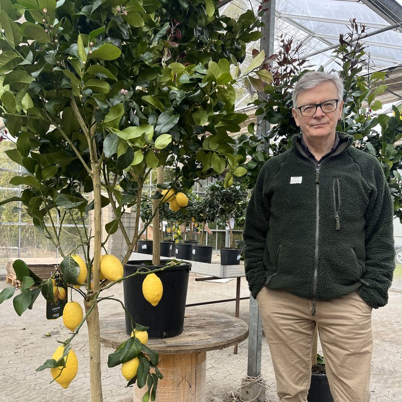 Citrontr (Citrus limon), Lunario, cirka 200 cm, opstammet, flot krone