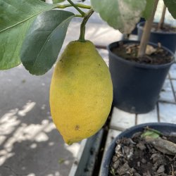 Citrontr (Citrus limon), opstammet, 70-100 cm