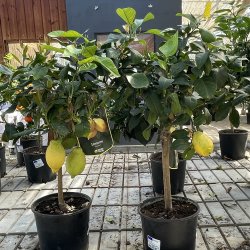 Citrontr (Citrus limon), opstammet, 70-100 cm