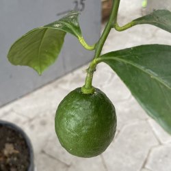 Rd citron (Citrus limonimedica pigmentata), 70-100 cm, opstammet