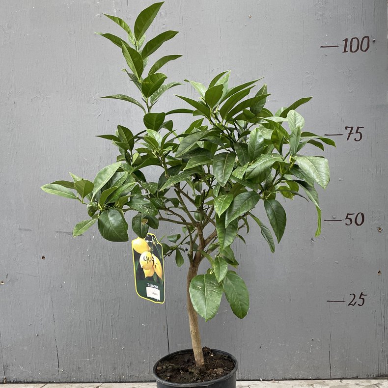 Rd citron (Citrus limonimedica pigmentata), 70-100 cm, opstammet