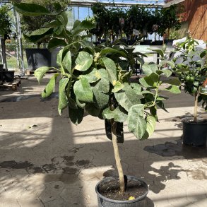 Citrontr, brogetbladet (Citrus limon variegato), opstammet, 70-100 cm