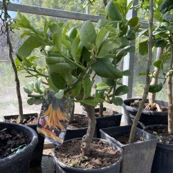 Buddhas hnd (Citrus medica digitata), 70-100 cm, opstammet