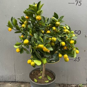 Calamondin (Citrus mitis), 70-100 cm, opstammet