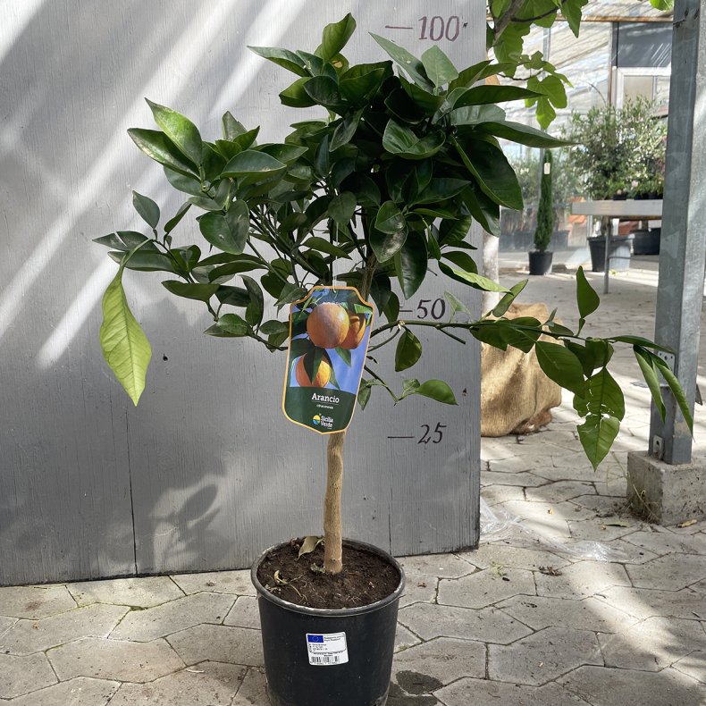 Appelsintr (Citrus sinensis), 70-100 cm, opstammet