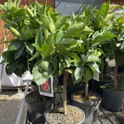Blodappelsin, moro (Citrus sinensis), 70-100 cm, opstammet