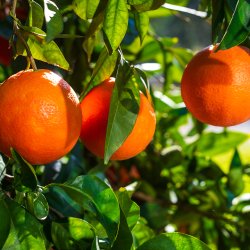 Blodappelsin, moro (Citrus sinensis), 70-100 cm, opstammet