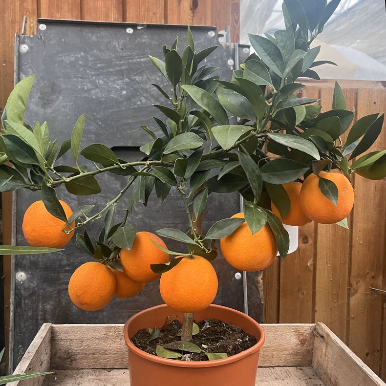 Blodappelsin, moro (Citrus sinensis), 70-100 cm, opstammet