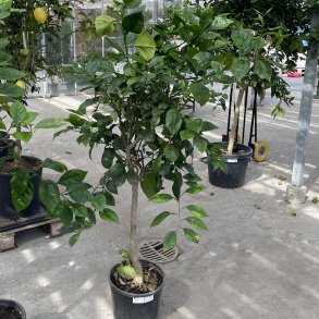 Appelsintr, navel, 150 cm, opstammet