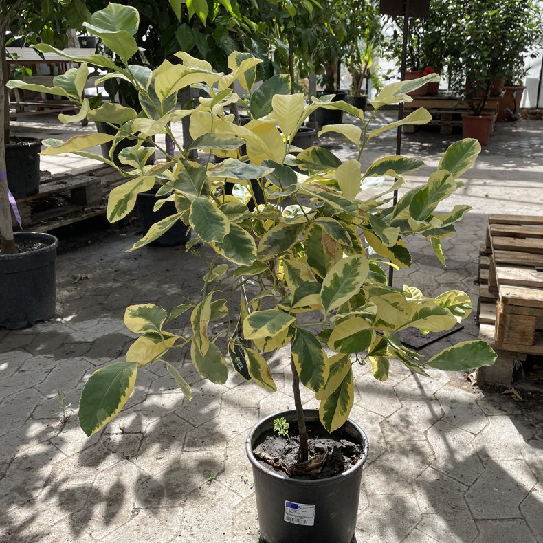 Appelsintr, brogetbladet (Citrus sinensis variegato), 70-100 cm, opstammet