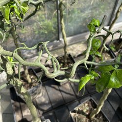 Dvrgcitron, flying dragon (Citrus trifoliata flying dragon), 100-150 cm