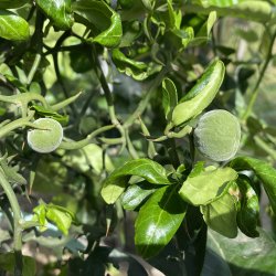 Dvrgcitron, flying dragon (Citrus trifoliata flying dragon), 100-150 cm