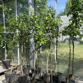 Dvrgcitron, flying dragon (Citrus trifoliata flying dragon), 100-150 cm