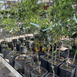 Dvrgcitron (Citrus trifoliata), 75-150 cm