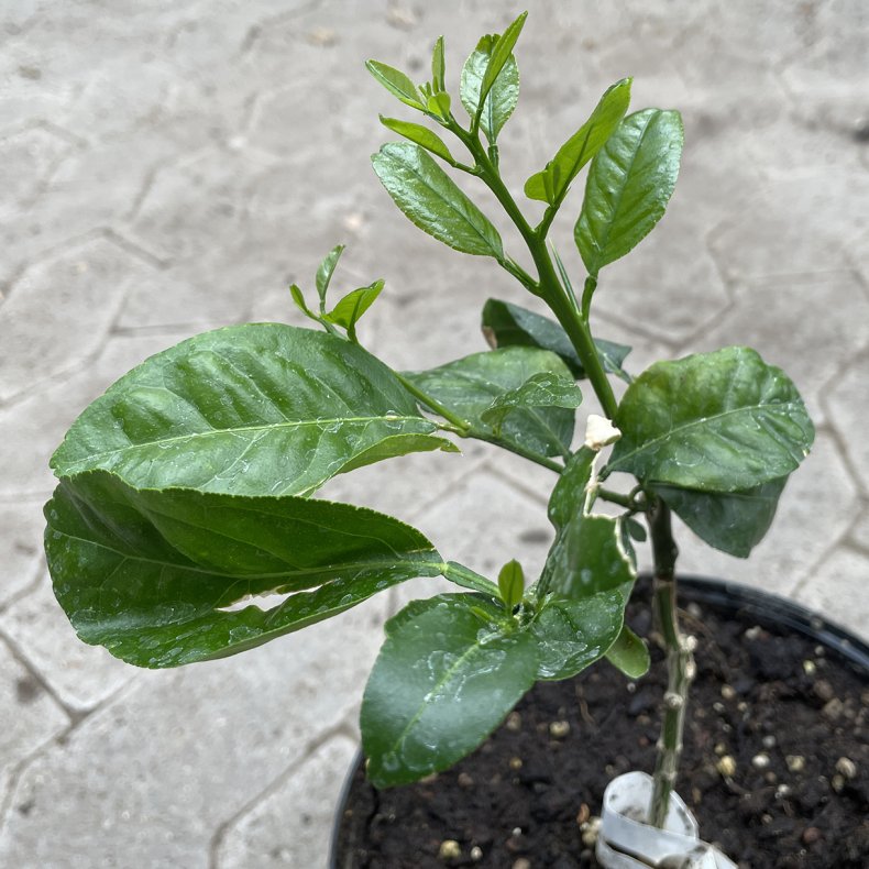 US 119 (Citrus trifoliata/paradisi x sinensis), ca. 40 cm