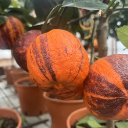 Arcobal (Citrus meyeri x sinensis), 70-100 cm, opstammet