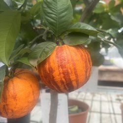 Arcobal (Citrus meyeri x sinensis), 70-100 cm, opstammet