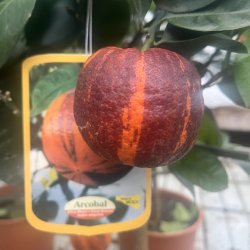 Arcobal (Citrus meyeri x sinensis), 70-100 cm, opstammet