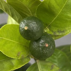 Arcobal (Citrus meyeri x sinensis), 70-100 cm, opstammet