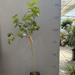 Arcobal (Citrus meyeri x sinensis), 50-100 cm, opstammet
