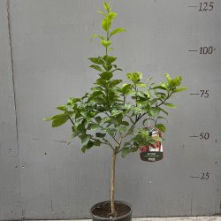Arcobal (Citrus meyeri x sinensis), 70-100 cm, opstammet