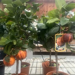 Arcobal (Citrus meyeri x sinensis), 70-100 cm, opstammet