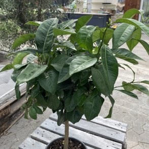 Pomerans (Citrus aurantium), 70-100 cm, opstammet