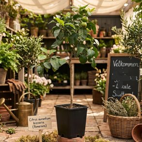 Bizar pomerans (Citrus aurantium x medica bizzaria), 50-100 cm, opstammet, ungtr�