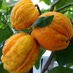 Bizar pomerans (Citrus aurantium x medica bizzaria), 50-100 cm, opstammet, ungtr�