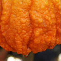 Bizar pomerans (Citrus aurantium x medica bizzaria), 70-100 cm, opstammet