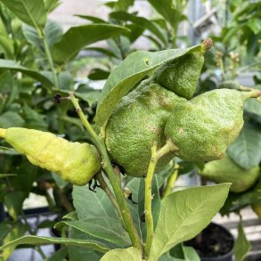 Bizar pomerans (Citrus aurantium x medica bizzaria), 70-100 cm, opstammet