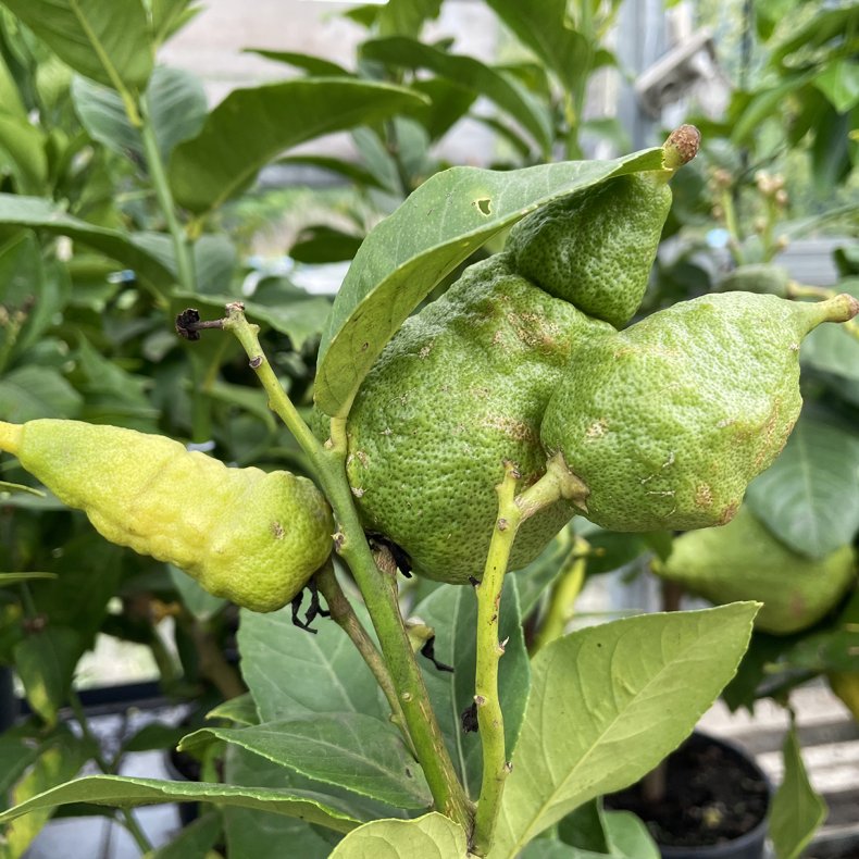 Bizar pomerans (Citrus aurantium bizzaria), 70-100 cm, opstammet