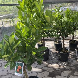 Furet Pomerans (Citrus aurantium canaligulata), 70-100 cm, opstammet