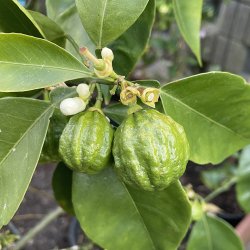 Furet Pomerans (Citrus aurantium canaligulata), 70-100 cm, opstammet