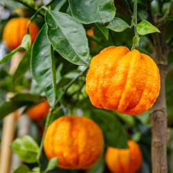 Furet Pomerans (Citrus aurantium canaligulata), 70-100 cm, opstammet