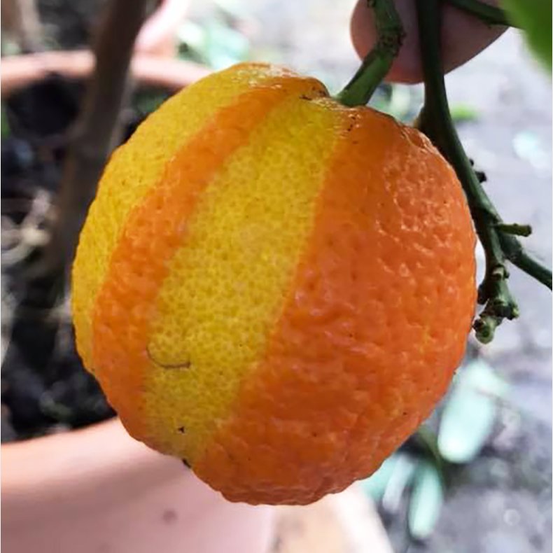 Stribet pomerans (Citrus aurantium fasciata), 70-100 cm, opstammet