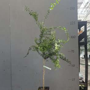 Fingerlime, Emerald (Citrus australasica Emerald), opstammet, 80-120 cm