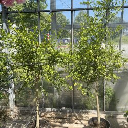 Fingerlime (Citrus australasica x Eustis limequat), faustrime, grn/gul frugt, cirka 175 , opstammet