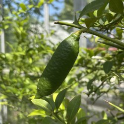 Fingerlime (Citrus australasica x Eustis limequat), faustrime, grn/gul frugt, cirka 175 , opstammet