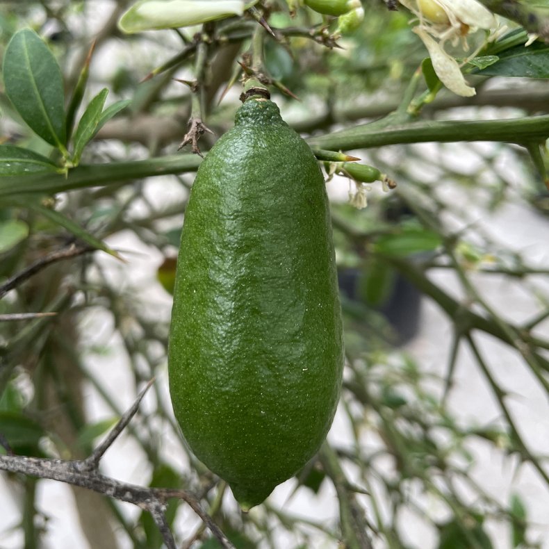 Fingerlime (Citrus australasica x Eustis limequat), faustrime, grn/gul frugt, 70-100 cm, opstammet