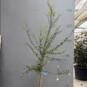 Fingerlime, Pink Ice (Citrus australasica Pink Ice), opstammet, 80-120 cm