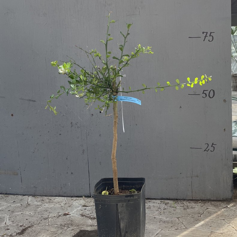 Fingerlime, Pink Ice (Citrus australasica Pink Ice), opstammet, 80-120 cm