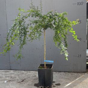 Fingerlime, Red Champagne (Citrus australasica Red Champagne), opstammet, 80-120 cm