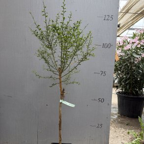 Fingerlime, Tasty Green (Citrus australasica Tasty Green), opstammet, 80-120 cm