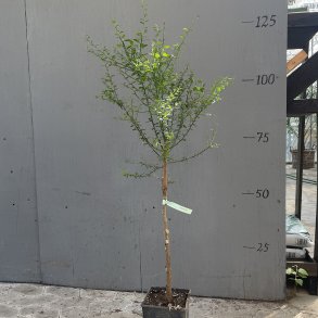 Fingerlime, Tasty Green (Citrus australasica Tasty Green), opstammet, 80-120 cm