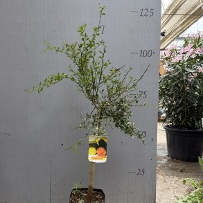 Fingerlime, Wauchope (Citrus australasica Wauchope), opstammet, 80-120 cm